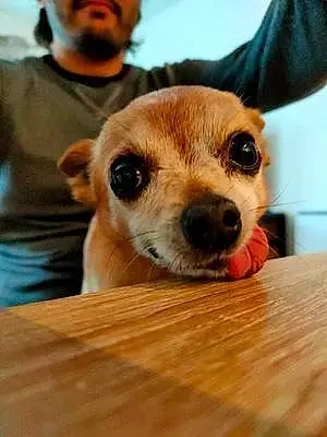 Chihuahua Chien Speedy
