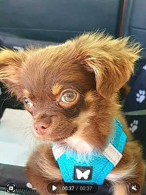 Chihuahua Chien Choco