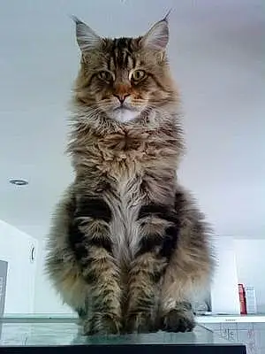 Maine Coon Chat Mato
