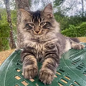 Maine Coon Chat Mew
