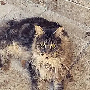 Maine Coon Chat Lucky