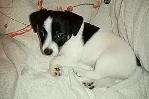 Nom Jack Russell Chien Paco