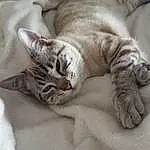 Chat, Carnivore, Felidae, Comfort, Small To Medium-sized Cats, Moustaches, Grey, Faon, Museau, Queue, Linens, Poil, Domestic Short-haired Cat, Terrestrial Animal, Patte, Sieste, Griffe, Bed, Bedding, Sleep