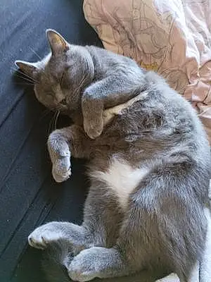 Chartreux Chat Idylle