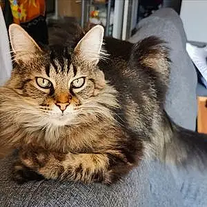 Maine Coon Chat Lyla