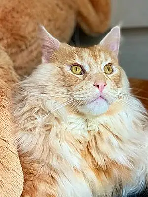 Maine Coon Chat Pastis
