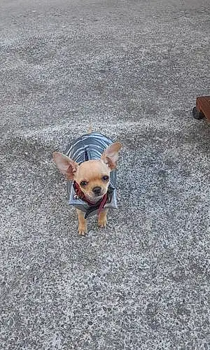 Chihuahua Chien Rubis