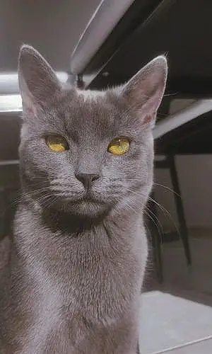 Chartreux Chat Mew