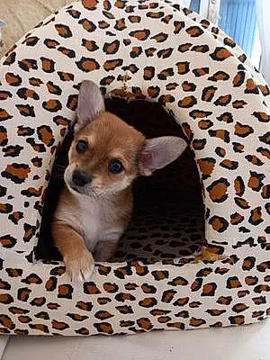 Chihuahua Chien Tiloup