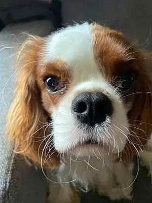 Cavalier King Charles Spaniel Chien Solo