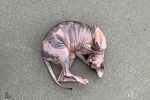 Sphynx Chat Nature