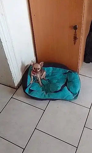 Chihuahua Chien Tina