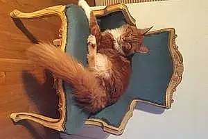 Nom Maine Coon Chat Magic