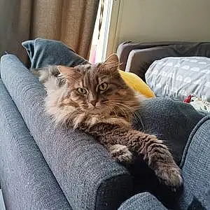 Nom Maine Coon Chat Maddy