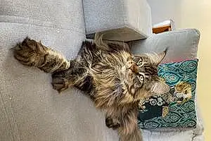 Maine Coon Chat Timao