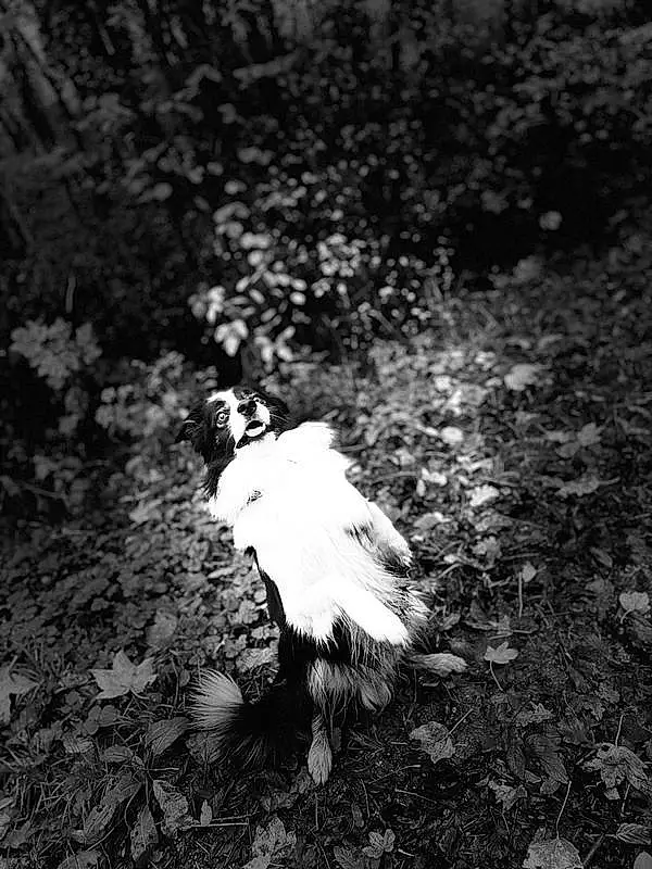 Plante, Bird, Beak, Style, Black-and-white, Flash Photography, Herbe, Feather, Monochrome, Tints And Shades, Noir & Blanc, Queue, Wing, Event, Soil, Bird Of Prey, Poil, Darkness, Accipitriformes, Bois