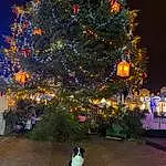 Christmas Tree, Christmas Ornament, Plante, World, Christmas Decoration, Ornament, Arbre, Ciel, Holiday Ornament, Noël, Event, Space, Human Settlement, Eau, City, Fenêtre, Hiver, Holiday, Conifer, Electric Blue