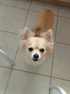 Chihuahua Chien Nougat
