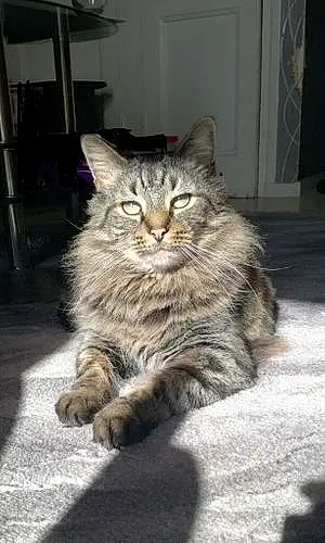 Maine Coon Chat Guizmo