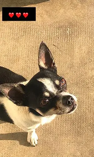 Chihuahua Chien Diego