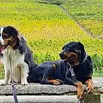 Chien, Plante, Race de chien, Carnivore, Herbe, Chien de compagnie, Canidae, Bernese Mountain Dog, Working Dog, Terrestrial Animal, Working Animal, Fence, Grassland, Guard Dog, Giant Dog Breed, Rottweiler