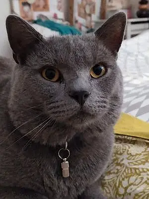 Chartreux Chat Olaf