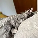Chat, Comfort, Felidae, Carnivore, Moustaches, Grey, Small To Medium-sized Cats, Museau, Noir & Blanc, Linens, Room, Poil, Monochrome, Domestic Short-haired Cat, Sieste, Griffe, Bedding, Bed, Sleep