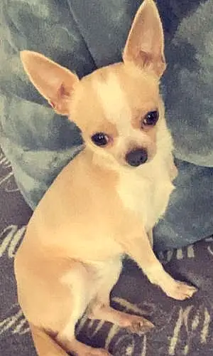 Nom Chihuahua Chien Praline