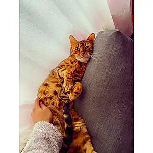 Nom Bengal Chat Glamour