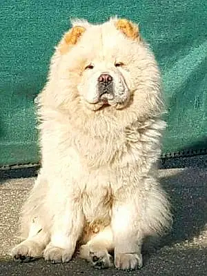 Nom Chow Chow Chien Gucci