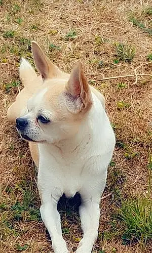 Nom Chihuahua Chien Gloria