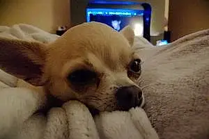 Nom Chihuahua Chien Leila