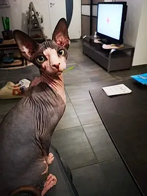 Sphynx Chat Ti Punch