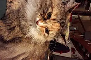 Nom Maine Coon Chat Minette