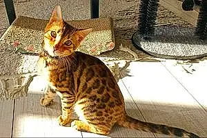 Bengal Chat Orion