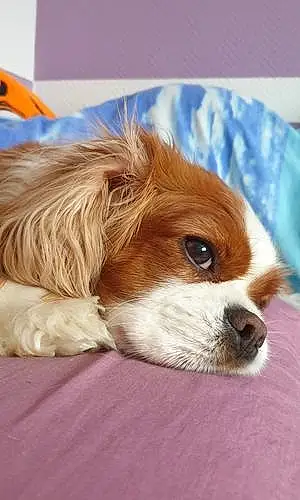 Cavalier King Charles Spaniel Chien Rouky
