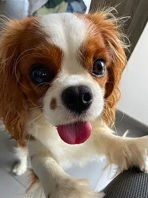 Cavalier King Charles Spaniel Chien Soy