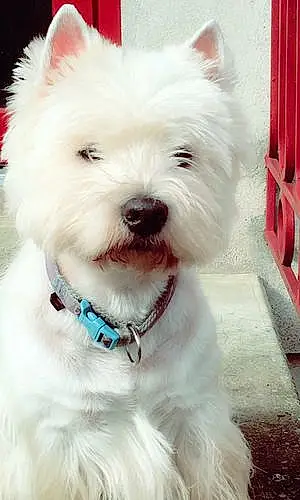 Nom West Highland White Terrier Chien Happy