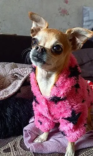 Nom Chihuahua Chien Mady