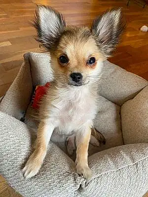 Nom Chihuahua Chien Elvis