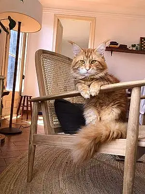Nom Maine Coon Chat Léo