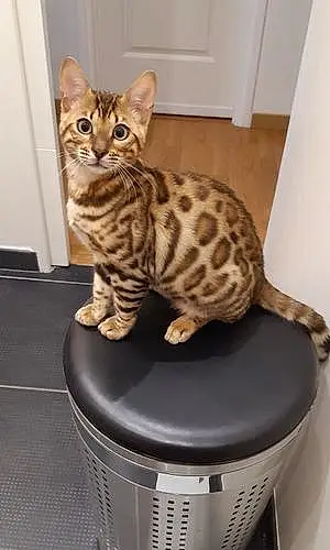 Bengal Chat Ti Punch