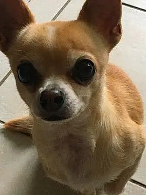 Nom Chihuahua Chien Guess