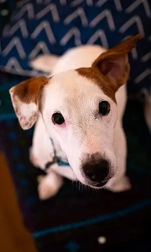 Jack Russell Chien Punky