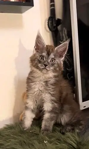 Maine Coon Chat Dior