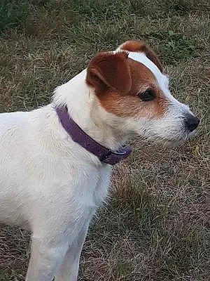 Jack Russell Chien Harley