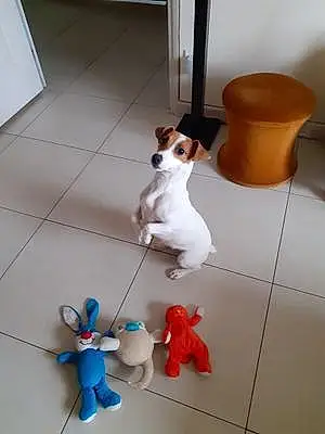 Jack Russell Chien Annam