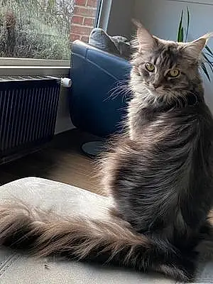Maine Coon Chat Saba