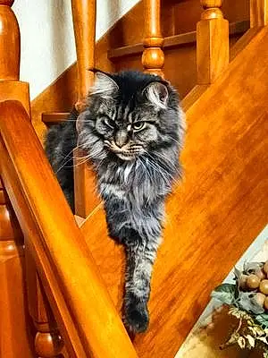 Maine Coon Chat Shining