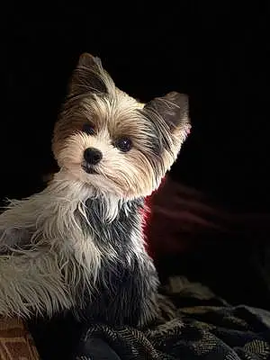Yorkshire Terrier Chien Pearl